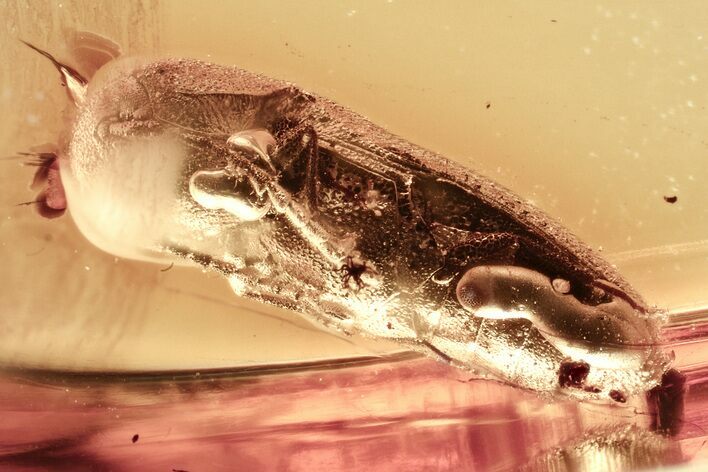 Detailed Fossil False Click Beetle (Eucnemidae) in Baltic Amber #381282